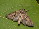 Braungraue Algeneule - Cryphia fraudatricula