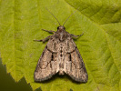 Braungraue Algeneule - Cryphia fraudatricula