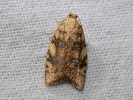 Obaleč dubinový - Aleimma loeflingiana