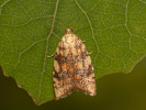 Obaleč dubinový - Aleimma loeflingiana