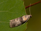 Zavíječ - Sciota rhenella