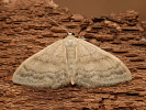 Žlutokřídlec lesní - Idaea deversaria