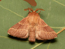 Ringelspinner - Malacosoma neustria