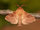 Ringelspinner - Malacosoma neustria