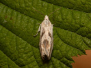 Obaleč - Eucosma metzneriana