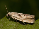 Obaleč - Eucosma metzneriana