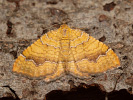 Píďalka kopřivová - Camptogramma bilineatum