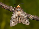 Drvopleň obecný - Cossus cossus