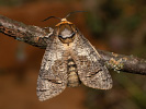 Drvopleň obecný - Cossus cossus