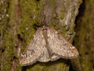 Hedvábnice jarní - Alsophila aescularia