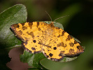 Zejkovec hluchavkový - Pseudopanthera macularia