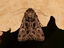 Haldenflur-Nelkeneule - Heliophobus reticulata
