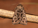 Haldenflur-Nelkeneule - Heliophobus reticulata