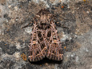 Haldenflur-Nelkeneule - Heliophobus reticulata