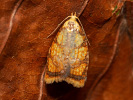 Obaleč šípkový - Acleris bergmanniana