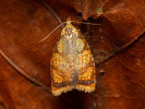 Obaleč šípkový - Acleris bergmanniana