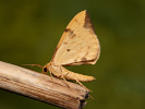 Píďalka mařinková - Eulithis pyraliata
