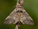 Hřbetozubec dubový - Drymonia ruficornis