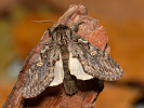 Hřbetozubec plachý - Peridea anceps