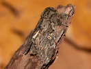 Hřbetozubec plachý - Peridea anceps