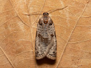 Obaleč - Pseudeulia asinana