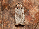 Obaleč - Pseudeulia asinana
