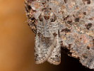 Obaleč - Pseudeulia asinana