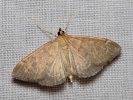 Zavíječ - Anania fuscalis