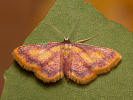 Žlutokřídlec rudoskvrnný - Idaea muricata