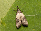 Pernatěnka - Carposina scirrhosella