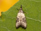 Pernatěnka - Carposina scirrhosella