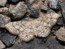 Žlutokřídlec běloskvrnný - Idaea moniliata