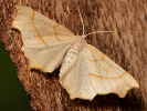 Zejkovec dubový - Ennomos quercinaria