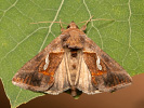 Goldenes C - Macdunnoughia confusa
