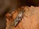 Šedivěnka podzimní - Diurnea lipsiella