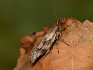 Šedivěnka podzimní - Diurnea lipsiella