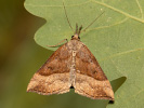 Zobonosec kopřivový - Hypena proboscidalis