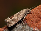 Obaleč ostružníkový - Notocelia uddmanniana
