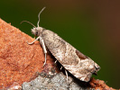 Obaleč ostružníkový - Notocelia uddmanniana