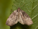 Můřice dvojtečná - Ochropacha duplaris