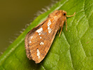 Hrotnokřídlec lesní - Phymatopus hecta