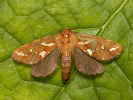Hrotnokřídlec lesní - Phymatopus hecta