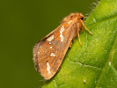 Hrotnokřídlec lesní - Phymatopus hecta