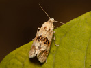 Obalečík suchomilný - Cochylimorpha straminea