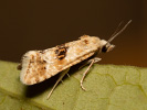 Obalečík suchomilný - Cochylimorpha straminea