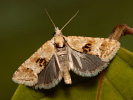 Obalečík suchomilný - Cochylimorpha straminea