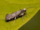 Předivka - Paraswammerdamia nebulella