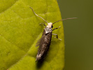 Předivka - Paraswammerdamia nebulella
