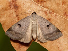 Hnědopáska obecná - Lygephila pastinum
