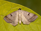 Hnědopáska obecná - Lygephila pastinum